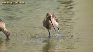野鳥の身近な暮らし オグロシギ（少ない旅鳥）