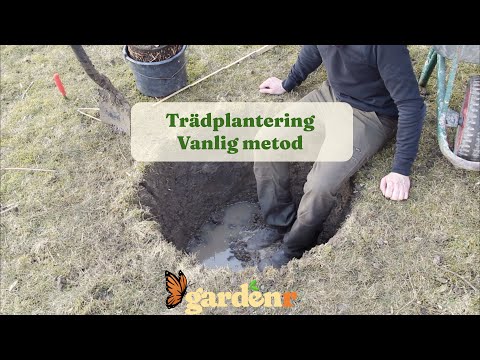 Trädplantering Vanlig metod - Trädgårdshacks med GardenR