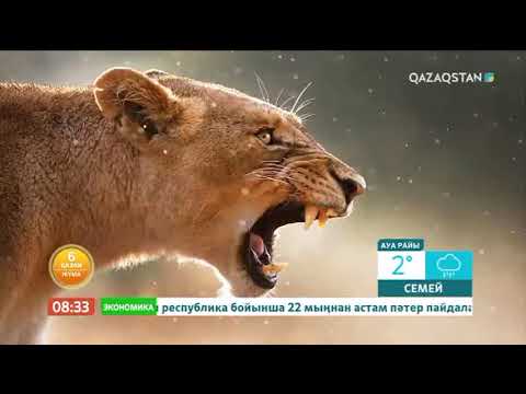Тауыс құсы туралы қызықты деректер