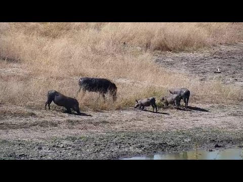Djuma: Warthog family of five - 12:30 - 05/20/19