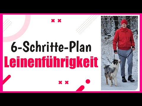 LEINE ZIEHEN ABGEWÖHNEN mit diesem 6-Schritte-Training ‼️ Leinenführigkeit trainieren ✅