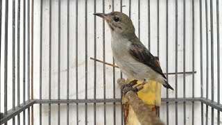 Download lagu Suara kemade Betina GACOR || Kemade Betina Memanggil Kemade Jantan mp3 Download lagu Suara kemade Betina GACOR || Kemade Betina Memanggil Kemade Jantan mp3