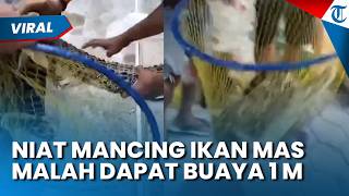 Viral Warga Mancing di Pemancingan Malah Dapat Buaya Sepanjang 1 Meter, Suasana Mendadak Heboh