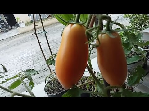 , title : 'Tomat Unik (unique tomato) bentuk lonjong seperti pepaya tanam di pot dengan pupuk eco farming'