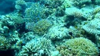 preview picture of video 'Corals of Tanjung Darat, Maumere Bay'