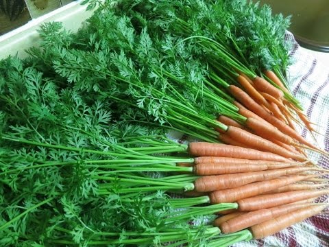 Eat Your Carrot Greens! (Easy way to sauté  them)