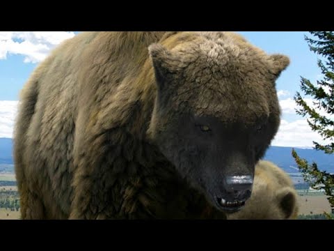 Ice Age Giants BBC [2013] - Cave Bear Screen Time