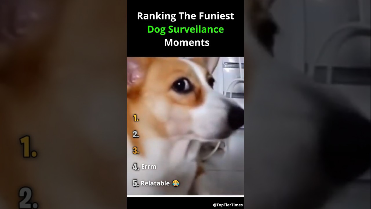 Ranking The Funniest Dog Surveillance Moments #dog #memes #funny