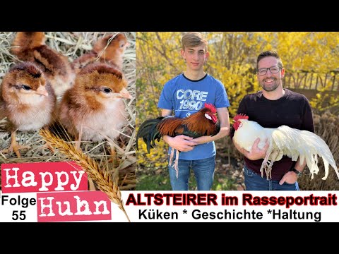 HAPPY CHICKEN Altsteirer chickens in the breed portrait in white and wild brown * Chicks * Natura...