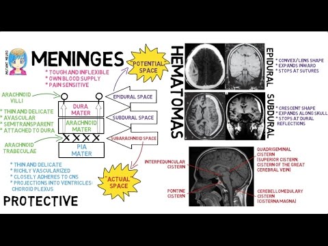 INSTANT NEURO - Meninges