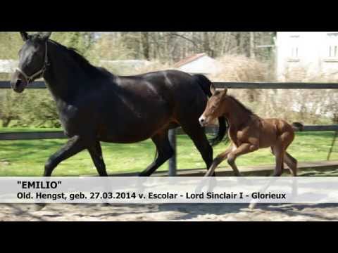 Old. Hengst v. Escolar - Lord Sinclair I - Glorieux, geb. 27.03.2014