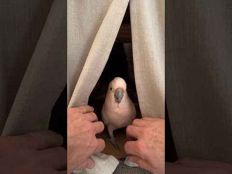 A Secret Room Built By The Cockatoo… Then Showed Me His Hidden Spot 🦜❤️