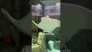 I know its you, Ditto. #pokemon #pokemoncommunity #pokopia