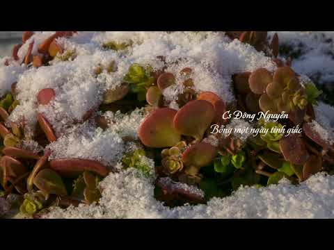Hoa nở chiều đông - Đông Nguyễn