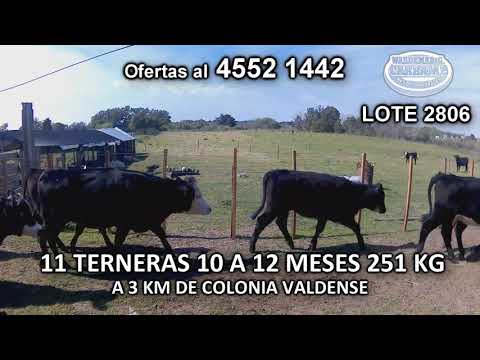 Lote 11 Terneras 6 AA c/ HE- 3 AA- 1 RA- 1 HE c/ RA 251 Kgkg -  en La Paz- A 3 Km de Colonia Valdense
