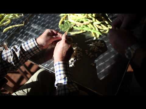 Les Tres Alzines, Mongeta del Ganxet