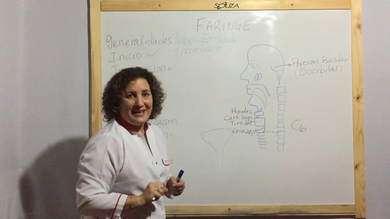 Anatomia de la Faringe I (Generalidades, Limites y Porciones)