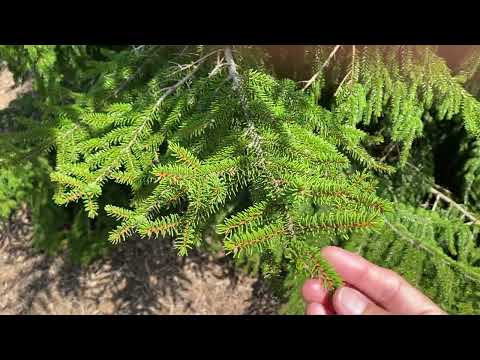 Picea orientalis - Oriental spruce - Eva Monheim 2025 07 11 #conifer #evergreen #trees #desing