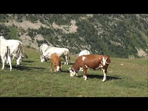 MUCCHE AGLI ALPEGGI AL COLLE DELLA LOMBARDA (CN) ALPI MARITTIME. DOM. 4 - 8 - 2019