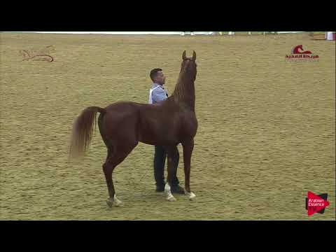 N 37 JAWAD AL SHAHANIA   2019 Al Shaqab Arabian Horse Show Festival   Colts 3 Years Old Class 2