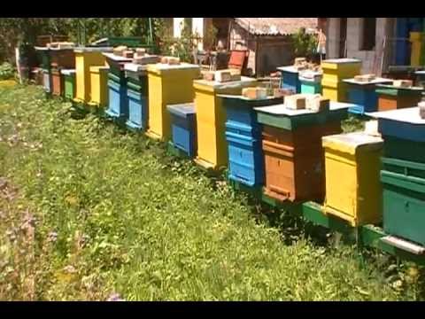 Beekeeping in Beregsau Mare (Stupina)
