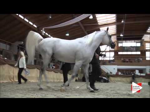 N 68 AL MILAN   Prague Intercup 2015   Stallions 7 years old and over Class 11