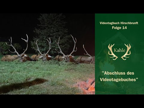 Brunftmomente in Masuren - Abschluss des Videotagebuches