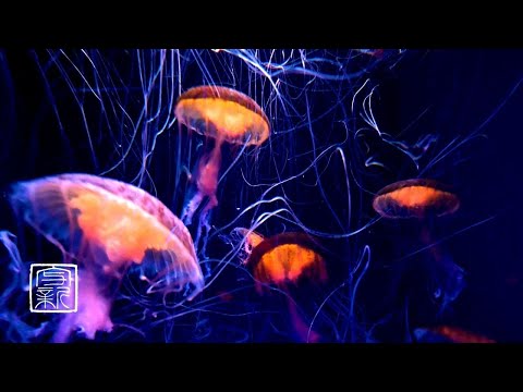 Become Very????sleepy, Deep Meditation????????Music 12HRS. Jellyfish Glows in Neon colors.