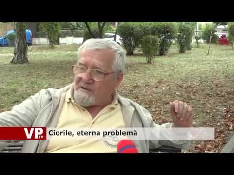 Ciorile, eterna problemă