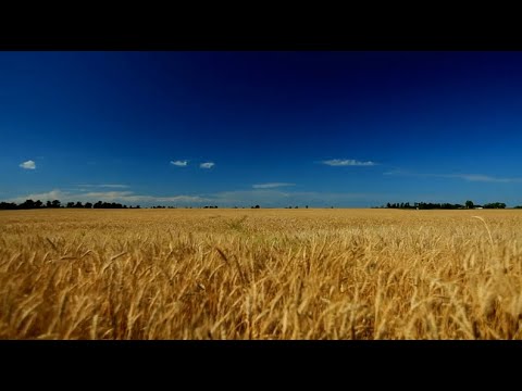 Čuvaj Allaha - čuvaće te