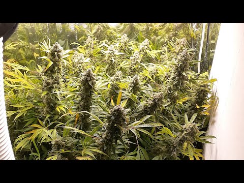 Week 18 Spiderfarmer SF-1000 grow medical marijuana THC Bomb autoflower next update is harvest
