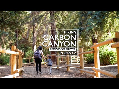 Carbon Canyon’s Redwood Grove With Kids Montage