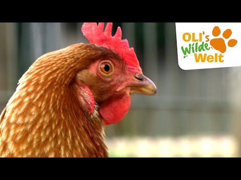 Video 52 aus  Schlosshof - der Urlaubsbauernhof