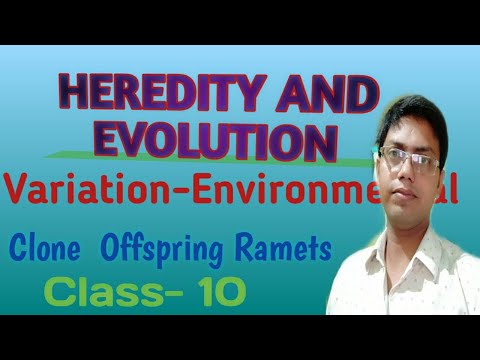 Heredity and evolution class 10