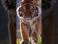 Muna Jhund Me To Suar Aate Hai Sher Mix By Vihan
