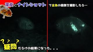 金魚の寝顔を撮影したら良く分からなかったｗｗ