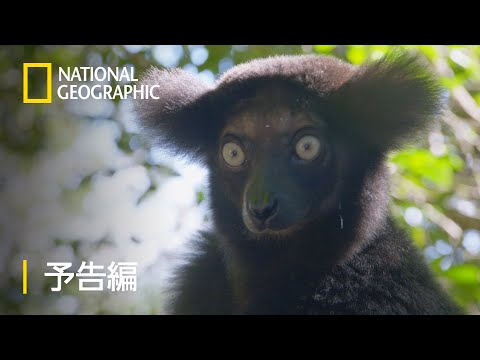 映画「マダガスカル」の動物たち