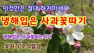 사과꽃따기 #2  냉해입은사과꽃따는시기   꽃따기주의할점[사과재배방법]