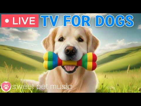 🔴24 Hours of Dog TV🎵🐶Calming Music for Dog Sleep🐾🩷Soothing Music for Anxiety & Stress Relief