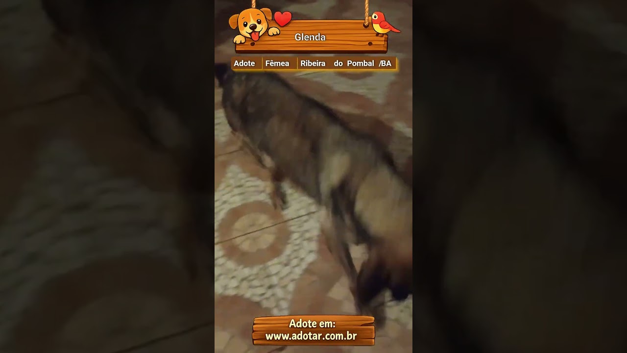 Cachorro raça Pastor Alemão idade 4 anos nome Glenda 