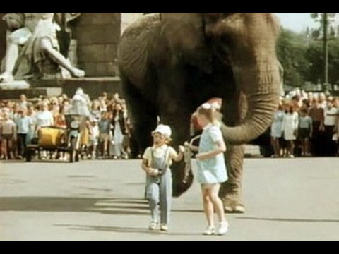 Розовый слон - Эпизод из к/ф "Боба и слон"