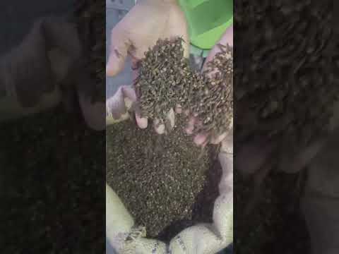 Madagascar clove black medagascar origin cg3 dry cloves, who...