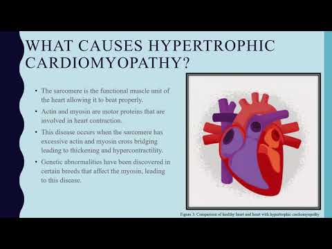 Client Education Video - Feline Hypertrophic Cardiomyopathy