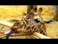 Why Do Giraffes Have Purple Tongues?