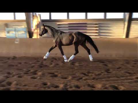 Hickstead White x Carisma (Clearway) x Nimrod B