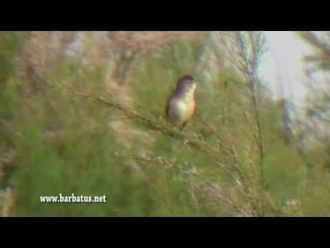 Carricero tordal ( Acrocephalus arundinaceus ) Great Re