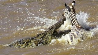 Crocodiles kill Zebra