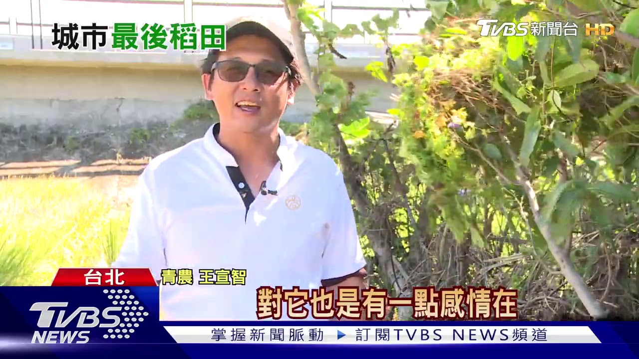 城市青農王宣智:為台北留下最後一片稻田
