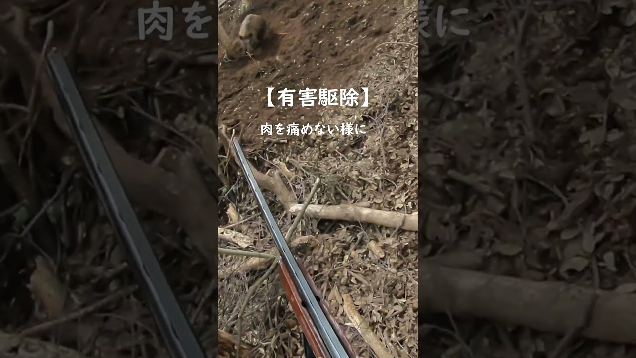 #S171有害駆除頭部にスラッグ弾