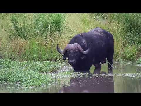 Djuma: Lone African Buffalo standing around-Pt:2 - 06:12 - 02/09/21